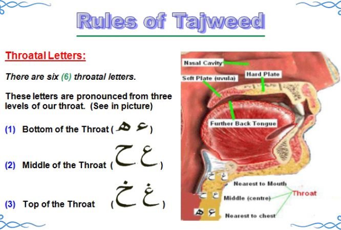 tajweed-head