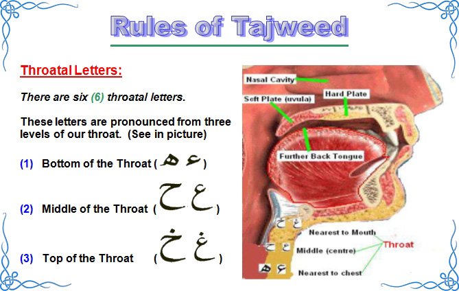 tajweed-head